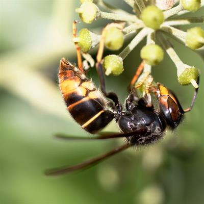 Cover image for research topic "Diet, Nutrition and Insect Responses to Environmental Change"