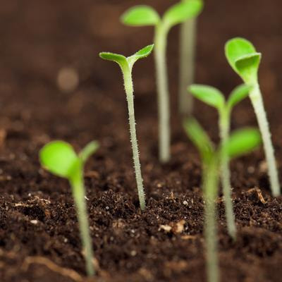 Cover image for research topic "Natural Tree Seedling Establishment and Forest Regeneration Under Climate Change"