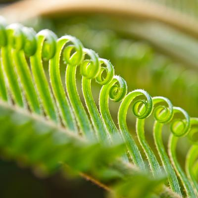 Cover image for research topic "Dynamics of Asia's and Australasia's forests in a changing world"