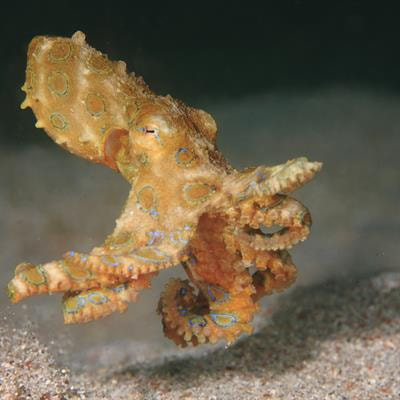 Cover image for research topic "Sensory Systems of Aquatic Animals"