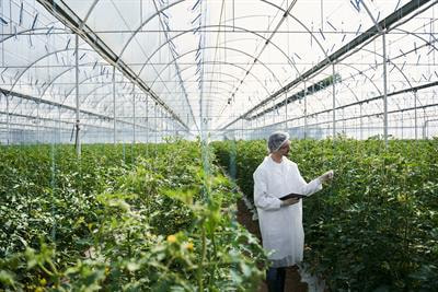 Cover image for research topic "Revisiting the Role of Hormones in Horticulture: Current Scenario and Future Implications"