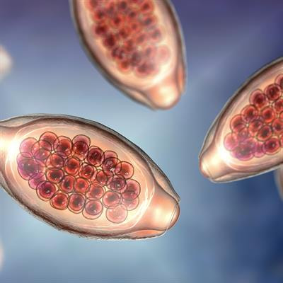 Cover image for research topic "The Tug of War between Parasites Survival and Host Immunity"