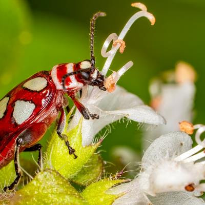 Cover image for research topic "New Advances in Understanding the Regulation of Appetite in Insects"
