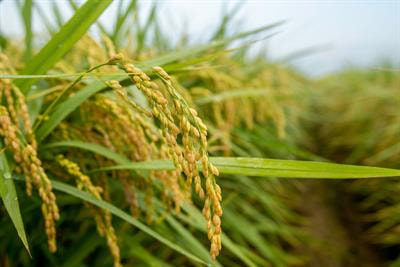Cover image for research topic "For A Sustainable Future: Novel Insights into Agronomically Important Traits in Cereal Crops"