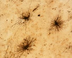 Cover image for research topic "Insights on Neuroinflammatory Response by Microglia-Targeted Pharmacology"