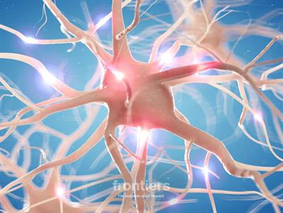 Cover image for research topic "Antibody Associated Disorders of the Peripheral Nervous System"
