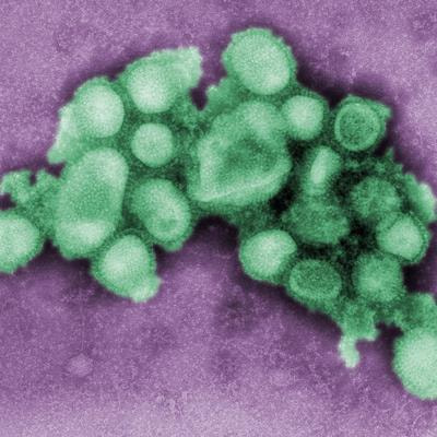 Cover image for research topic "Identification and Characterization of Emerging Infectious Disease Pathogens"
