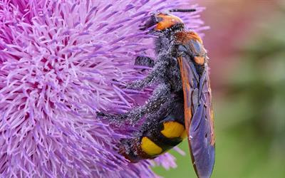 Cover image for research topic "Insect Pollinators in the Anthropocene: How Multiple Environmental Stressors Are Shaping Pollinator Health"