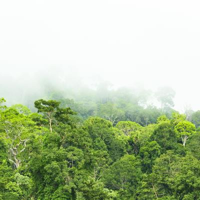 Cover image for research topic "Forest Science Regional Spotlight: Latin America"