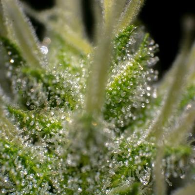 Cover image for research topic "Utilization of Microbiome to Develop Disease Resistance in Crop Plants against Phytopathogens"
