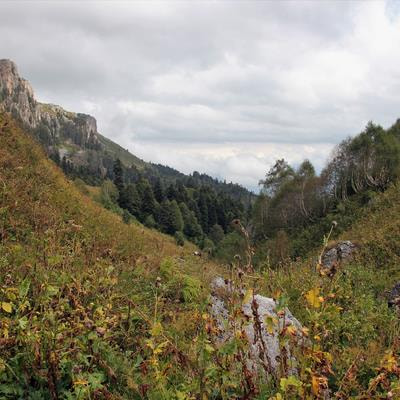 Cover image for research topic "Mountainous Forest Ecosystems: Challenges and Management Implications"