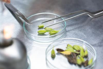 Cover image for research topic "Pathoblockers and Antivirulence Agents of Plant-Origin for the Management of Multidrug Resistant Pathogens"