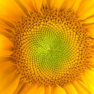 Cover image for research topic "Developing Medicines (Drugs) derived from the Asteraceae – an opportunity in ethnopharmacology, Volume II"