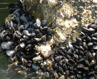 Cover image for research topic "The physiological response of aquatic invertebrates to pollution"