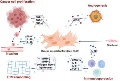 Cover image for research topic "Crosstalk Between Cancer-Associated Fibroblasts and Tumor Cells in the Tumor Microenvironment: An Emerging Target of Anti-cancer Immunotherapy"