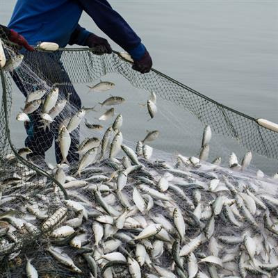 Cover image for research topic "Nutrition and Sustainable Development Goal 14: Life Below Water"
