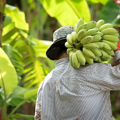 Cover image for research topic "Nutrition and Sustainable Development Goal 15: Life on Land"