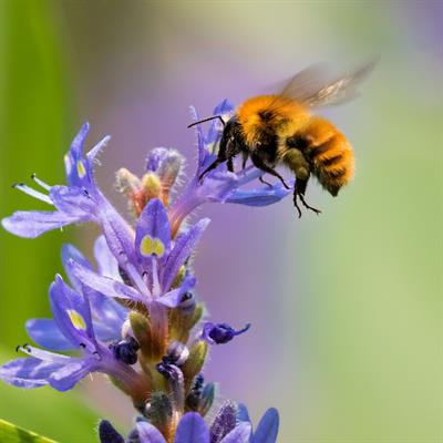 Cover image for research topic "Insect Behavioral Adaptations and Immune Responses to Stress"