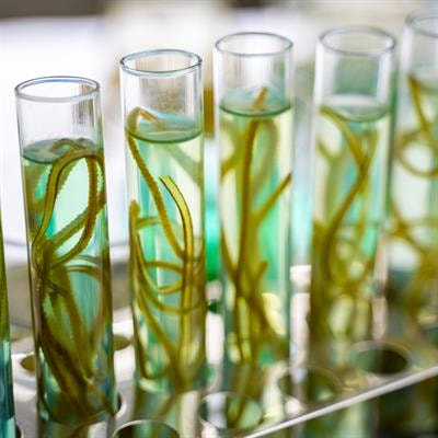 Cover image for research topic "Advances in the Sustainable Production of Biofuels and Bioderivatives"