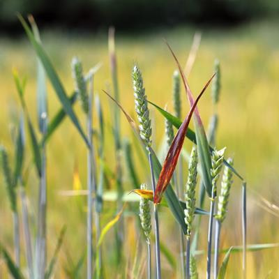 Cover image for research topic "Cereal Leaf Blights, Volume II"