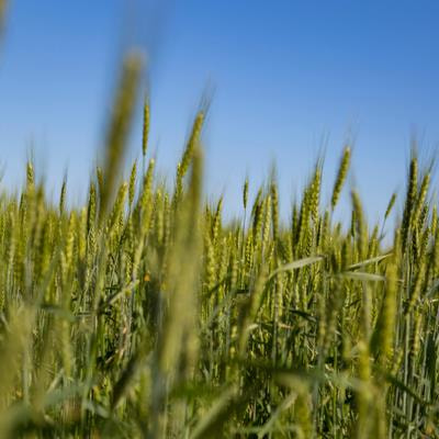 Cover image for research topic "A Large-Scale Biology View of Crop-Environment Interaction: The Influence of Water and Temperature Stresses on the Development of Cereal and Horticultural Crops"