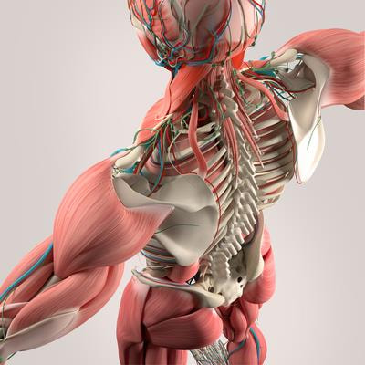 Cover image for research topic "72nd Annual Meeting of the Italian Society of Physiology: New Perspectives in Physiological Research"