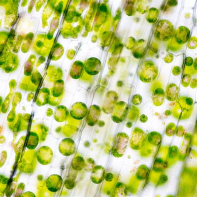 Cover image for research topic "Interactive Dynamics of Geminiviruses with Host Plants"
