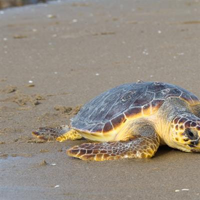 Cover image for research topic "Impact of Climate Change on Coastal Environmental Variability and Aquatic Physiology"