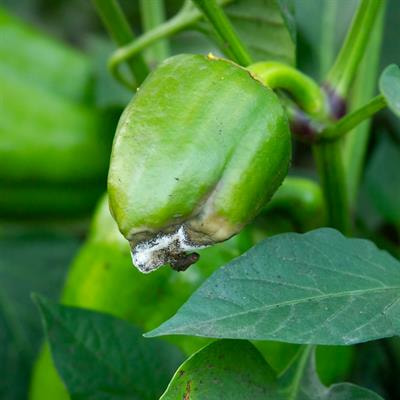 Cover image for research topic "Highlights from the Botrytis and Sclerotinia 2022 Joint Conference"