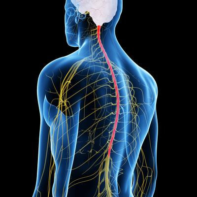 Cover image for research topic "Therapeutic potential of plant-derived metabolites in spinal or sciatic injury-induced neuropathic pain"