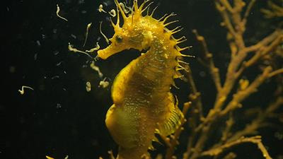 Cover image for research topic "Syngnathid Fishes: Biology, Ecology, Physiology, Conservation and Innovative Rearing Techniques"