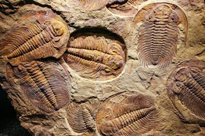 Cover image for research topic "Insights on the Rise of Animal Life from Cambrian and Ordovician Lagerstätten"