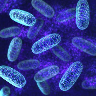 Cover image for research topic "Recent Advances in Mitochondria-Associated Endoplasmic Reticulum Membranes (MAMs) in Heart-Related Diseases"
