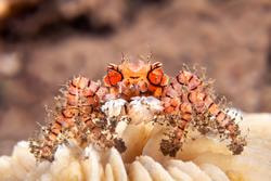 Cover image for research topic "Integration of Development, Physiology and Responses to Environmental Change in Aquatic Invertebrates"