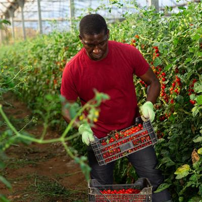 Cover image for research topic "Preharvest and Postharvest Factors affecting Fruit and Vegetables Quality, Physiology, and Shelf-Life"