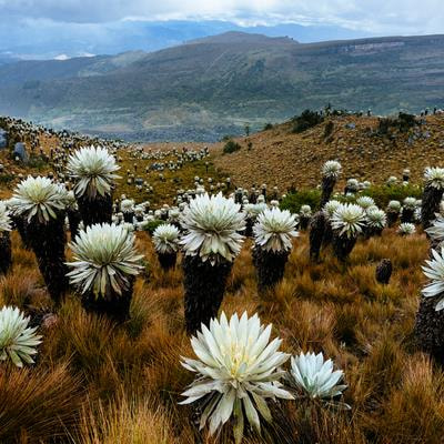 Cover image for research topic "Carbon Sequestration and Climate Change in Crops, Natural Vegetation, and Wetland Dynamics in the High Andes"