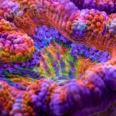 Cover image for research topic "Impact of Climate Change: Physiological responses to environmental changes seen through Biomineralization"