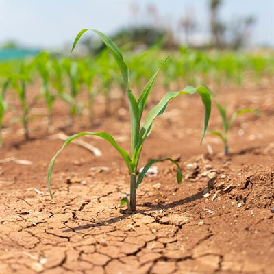 Cover image for research topic "Salinity and Drought Stress in Plants: Understanding Physiological, Biochemical and Molecular Responses"