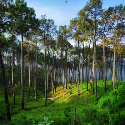 Cover image for research topic "Ethnoforestry and its link to socio-ecological changes"