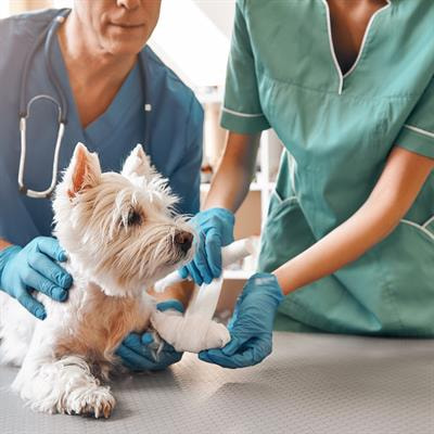 Cover image for research topic "Veterinary Profession in the 21st Century – Time for a Health Check"