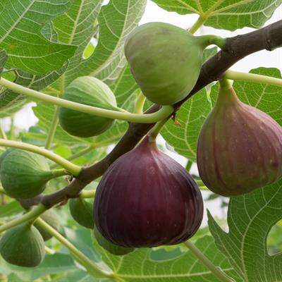 Cover image for research topic "Methods and Protocols in Viticulture, Pomology, and Soft Fruits"