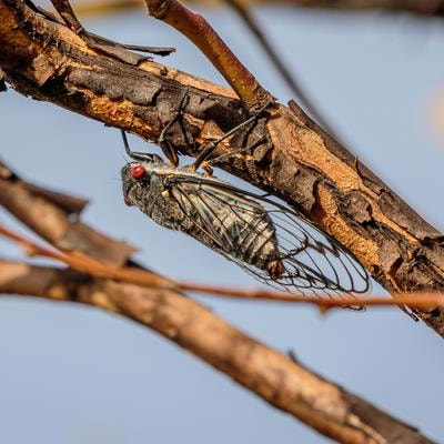 Cover image for research topic "The Side Effects of Insecticides on Insects and the Adaptation Mechanisms of Insects to Insecticides"