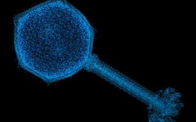 Cover image for research topic "The Application of Phage-Derived Proteins in Human and Veterinary Medicine"