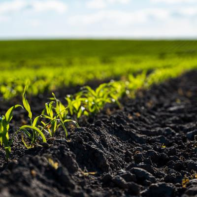 Cover image for research topic "Plant-Microbe Interactions for Agricultural Sustainability Facing Environmental Challenge"