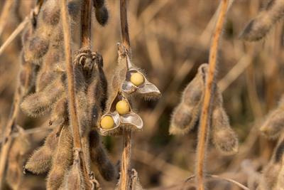 Cover image for research topic "Dissection of the Genetic and Molecular Basis of the Physiological Processes Crucial for Improving Yield, Quality, and Resistance in Oil Crops"