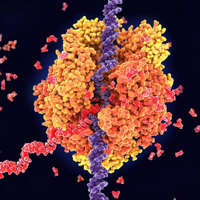 Cover image for research topic "Myc as a Disease Target Beyond Cancer"