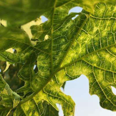 Cover image for research topic "Advances in Discoveries of Plant Phytochemicals"