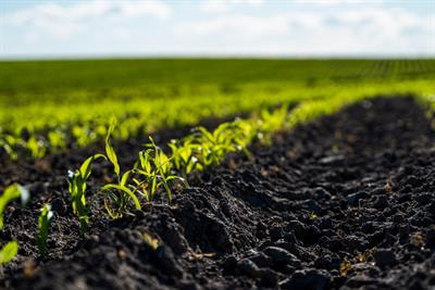 Cover image for research topic "Ecological, Efficient and Low-Carbon Cereal-Legume Intercropping Systems"