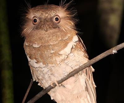 Cover image for research topic "Long-Term Research on Avian Conservation Ecology in the Age of Global Change and Citizen Science"