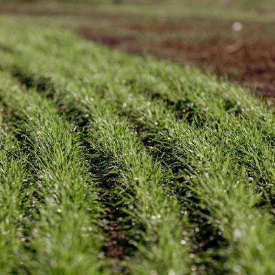 Cover image for research topic "Interactive Effects of Plant Growth-Promoting Microbes and Nanoparticles on the Physiology, Growth, and Yield of Crops"